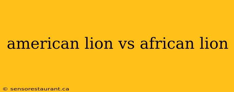 american lion vs african lion