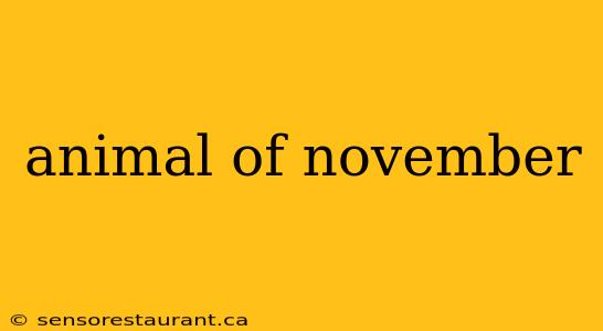 animal of november