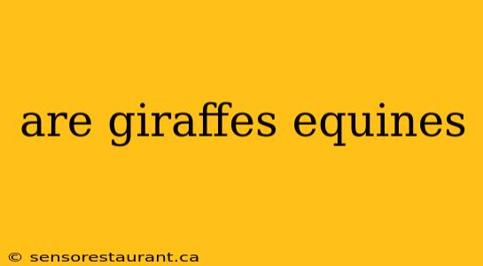 are giraffes equines