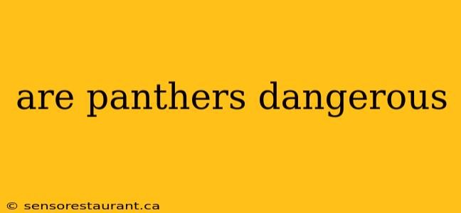 are panthers dangerous