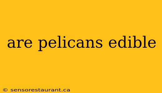 are pelicans edible