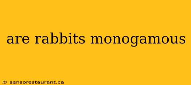 are rabbits monogamous