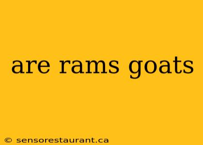 are rams goats