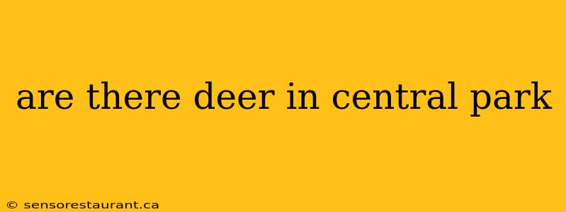 are there deer in central park