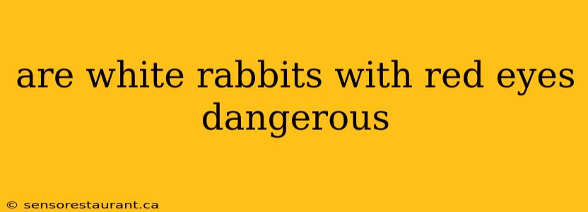 are white rabbits with red eyes dangerous