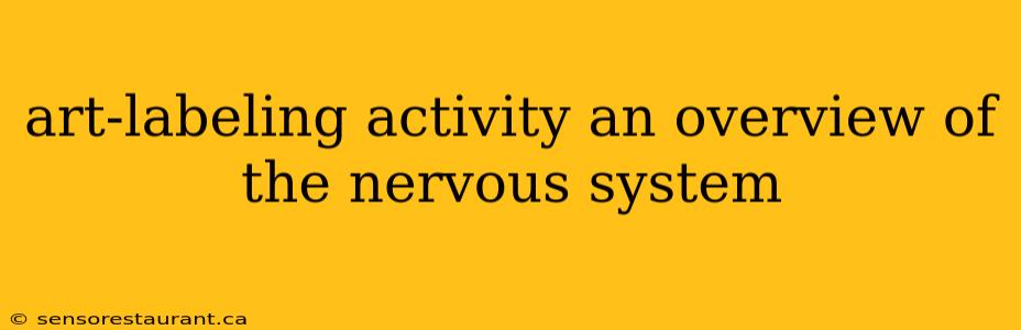 art-labeling activity an overview of the nervous system