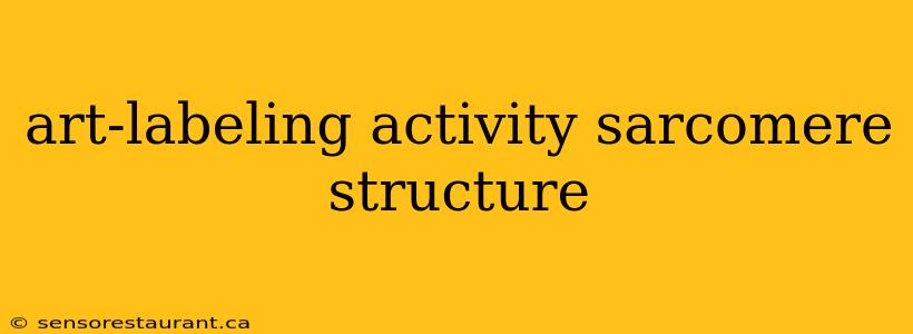 art-labeling activity sarcomere structure