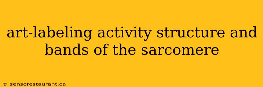 art-labeling activity structure and bands of the sarcomere