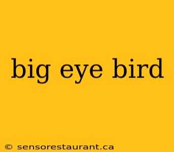 big eye bird