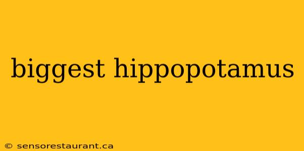 biggest hippopotamus