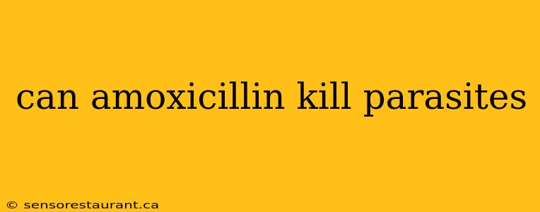 can amoxicillin kill parasites