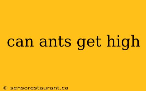 can ants get high