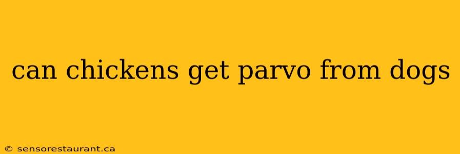 can chickens get parvo from dogs