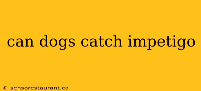 can dogs catch impetigo