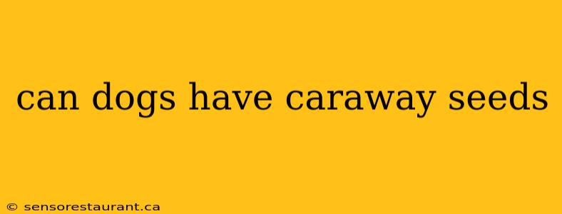 can dogs have caraway seeds