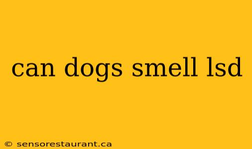 can dogs smell lsd