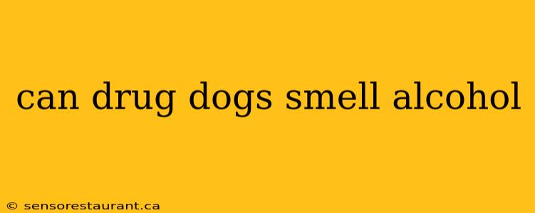 can drug dogs smell alcohol