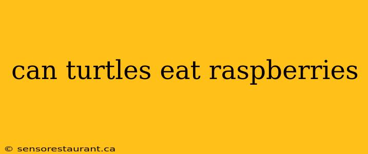 can turtles eat raspberries