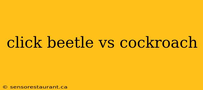 click beetle vs cockroach