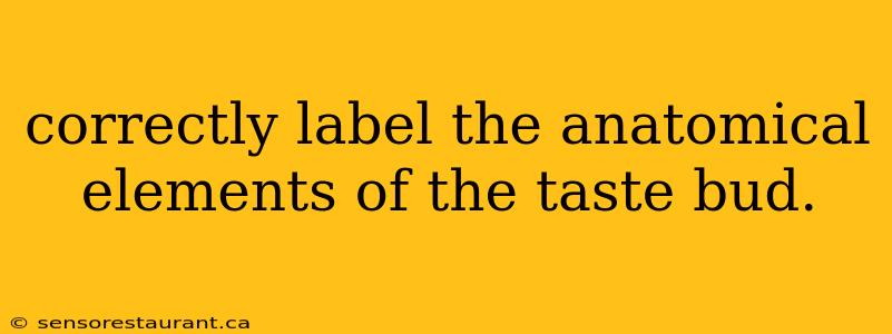 correctly label the anatomical elements of the taste bud.