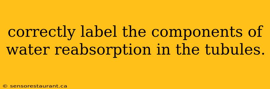 correctly label the components of water reabsorption in the tubules.