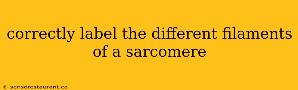 correctly label the different filaments of a sarcomere