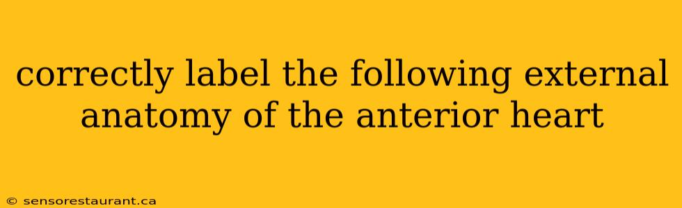 correctly label the following external anatomy of the anterior heart