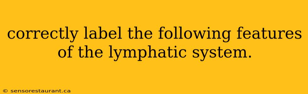 correctly label the following features of the lymphatic system.