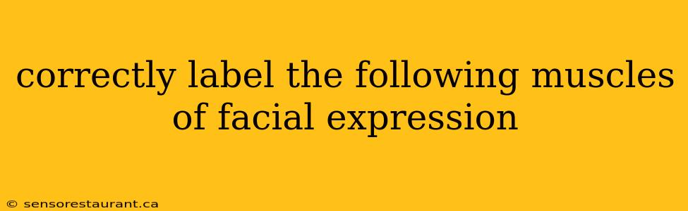 correctly label the following muscles of facial expression