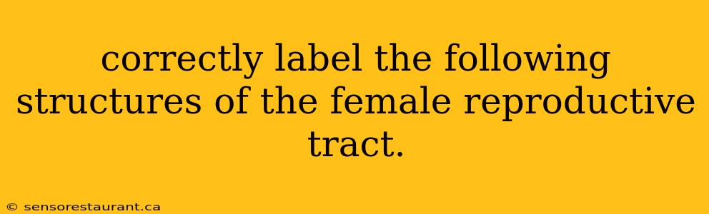 correctly label the following structures of the female reproductive tract.