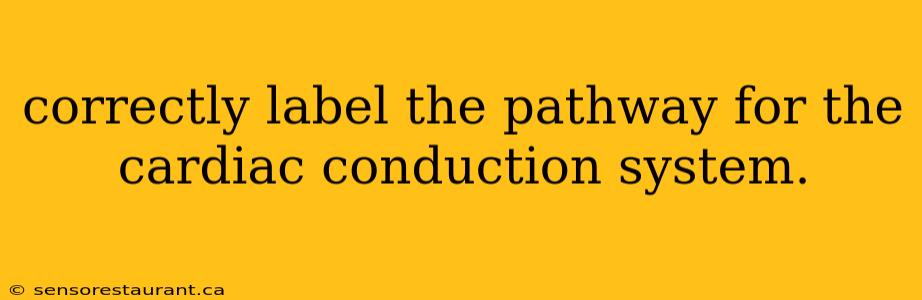 correctly label the pathway for the cardiac conduction system.