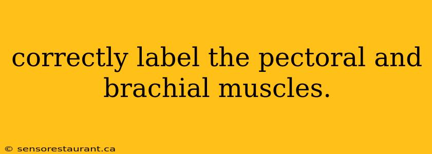 correctly label the pectoral and brachial muscles.