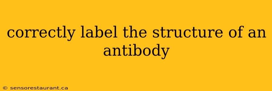 correctly label the structure of an antibody