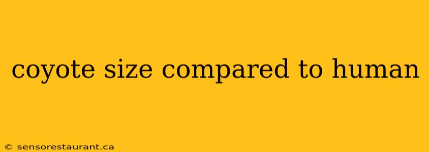 coyote size compared to human