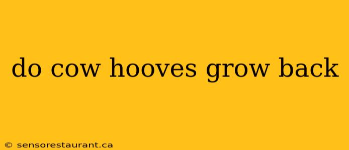 do cow hooves grow back