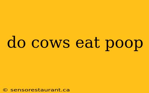 do cows eat poop