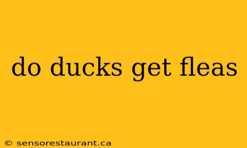 do ducks get fleas