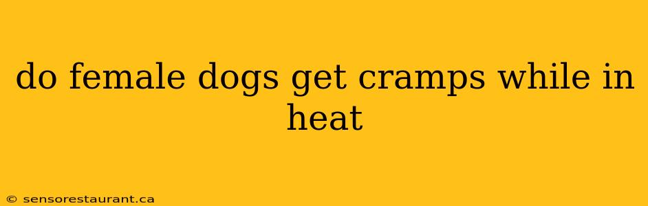 do female dogs get cramps while in heat