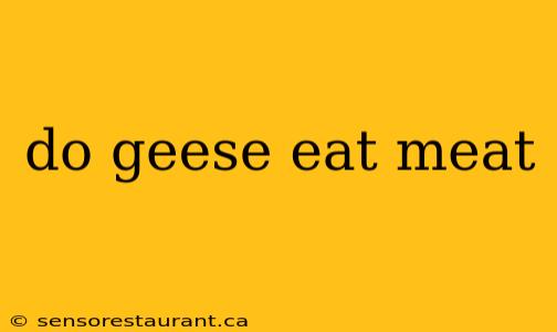 do geese eat meat