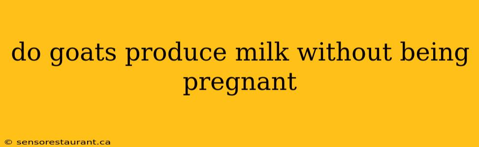 do goats produce milk without being pregnant