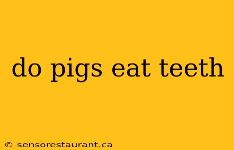 do pigs eat teeth