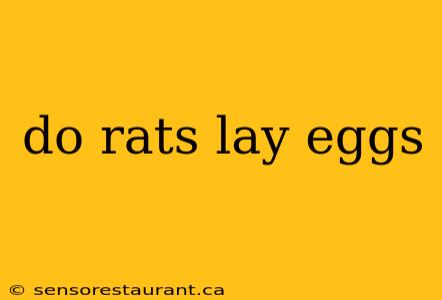 do rats lay eggs