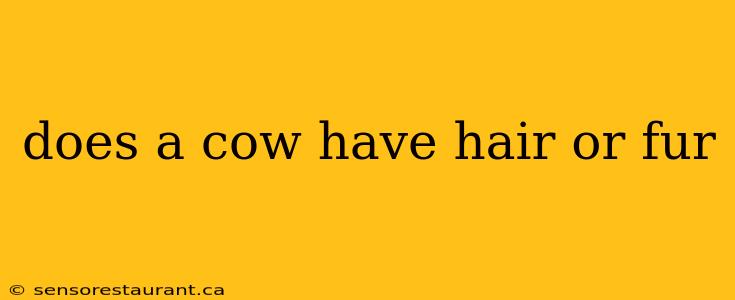 does a cow have hair or fur