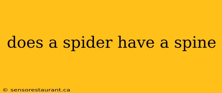 does a spider have a spine