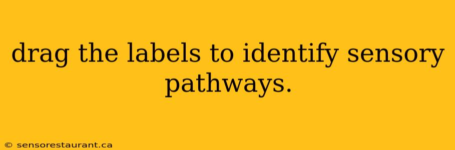 drag the labels to identify sensory pathways.