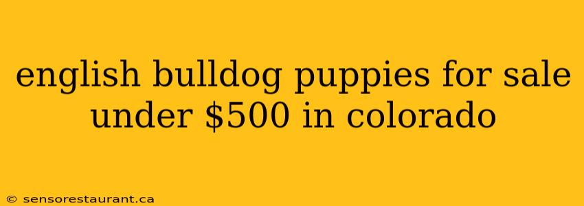 english bulldog puppies for sale under $500 in colorado