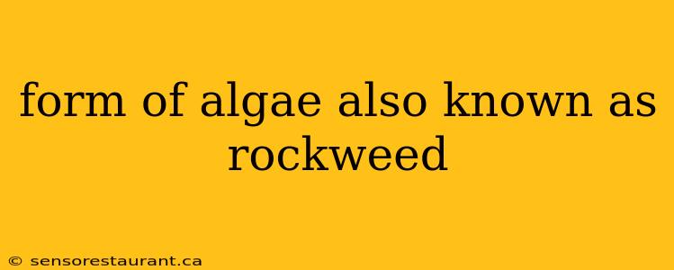 form of algae also known as rockweed