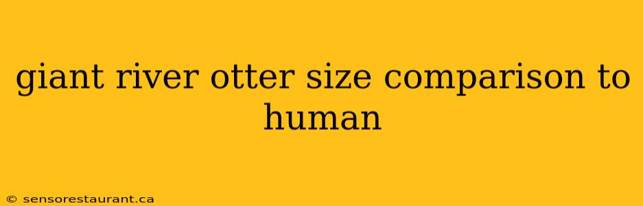 giant river otter size comparison to human