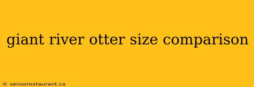 giant river otter size comparison