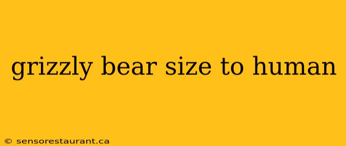 grizzly bear size to human